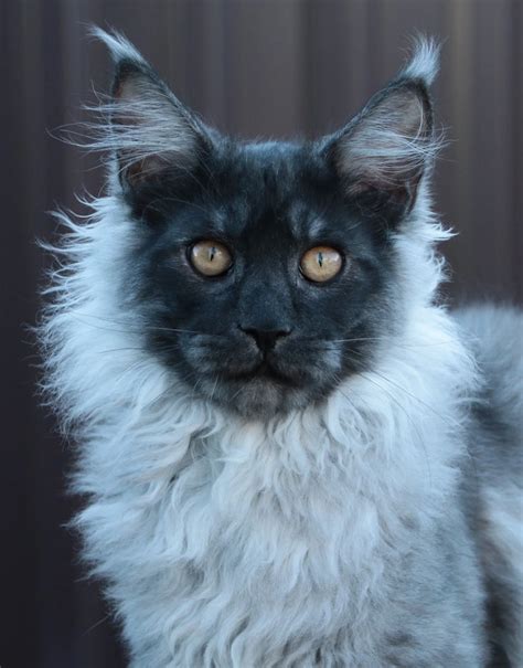 European Maine Coons Cats for Sale vs American Maine Coons Cats for Sale | Giant Maine Coon Cats ...