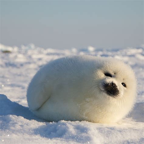 Fluffy Baby Seal