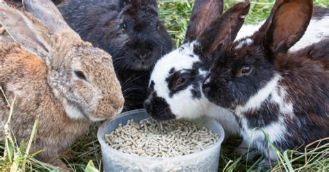 Image result for Python Live Feeds Rabbit
