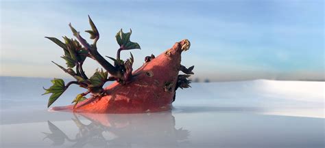 D. Graham Burnett: Gallery