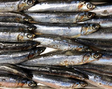 What Are Anchovies? | Anchovy Fillets 101 | Cooked Best