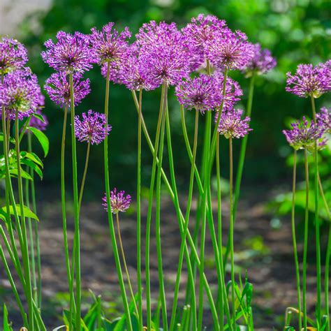 Allium Aflatunense Bulbs | Purple Flowering Onion – Easy To Grow Bulbs