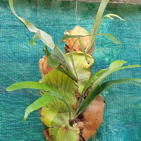 Staghorn Fern (Mounted on Fern Block) – ASHIYANA STORE