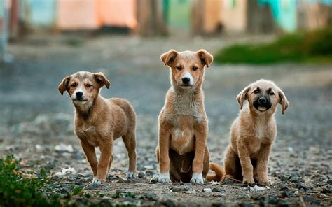 世界三大绝不咬人的狗，这三种狗狗特别的温顺无公害_中国十大 - 1316世界之最