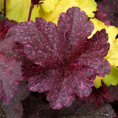 Heuchera ‘Midnight Rose’ | TERRA NOVA® Nurseries, Inc.