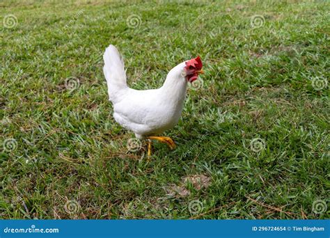White Leghorn Hen Chicken Foraging Stock Photo - Image of goose, plant ...