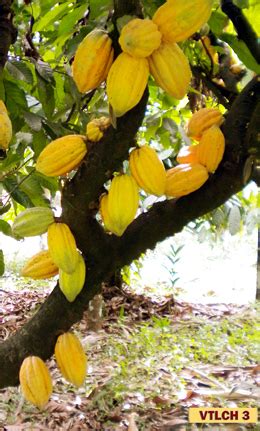 Horticulture :: Plantation Crops :: Cocoa