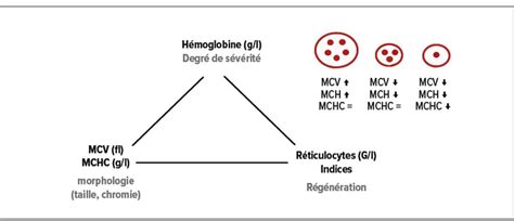 Anémie chronique inexpliquée, quelle est la marche à suivre? - Contenu ...