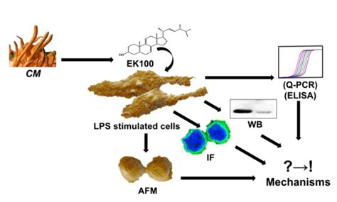 Ergosta-7,9(11),22-trien-3β-ol Attenuates Inflammatory Responses via ...