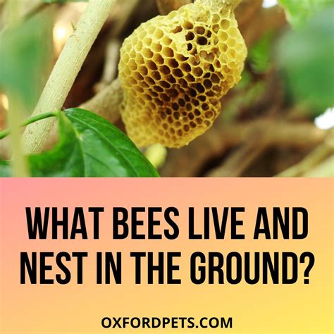 Bees That Live And Nest In The Ground: 2024 List - Oxford Pets