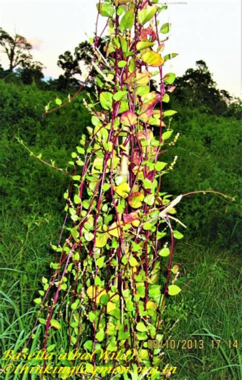 Medicinal Plant Details