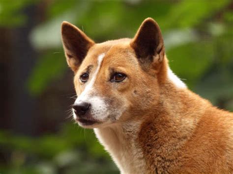 10 incredible species adapted to desert life