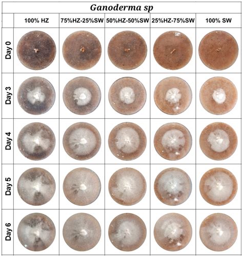 Development and Evaluation of Mycelium-Based Composites from ...