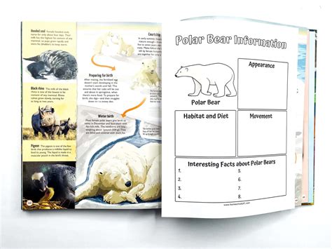 Free Polar Bear Life Cycle Worksheet