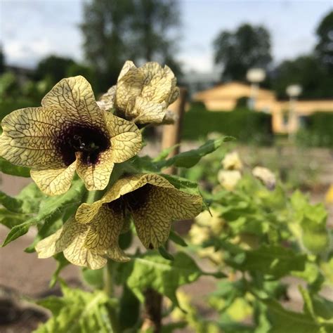 Guided tour of the Linnaeus Garden, Linnéträdgården, Uppsala, 2 July ...