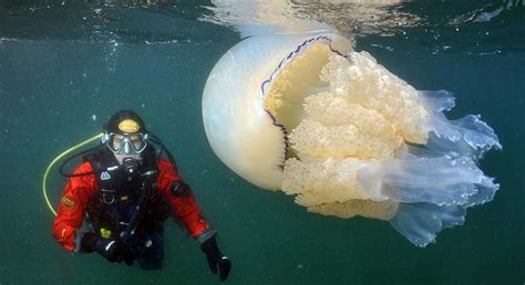 英国海岸惊现35公斤巨型水母_频道_凤凰网