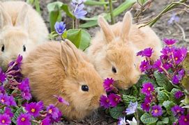 Image result for Desktop Wallpaper Spring Bunnies