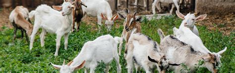 Backyard Micro-Goatery