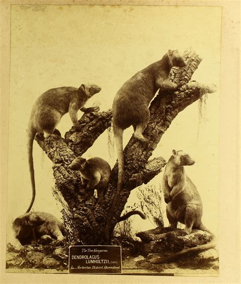 In-tree-guing new marsupials discovered! - The Australian Museum Blog