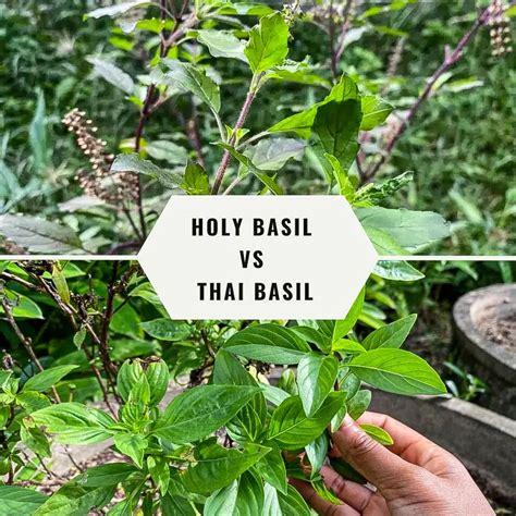 Authentic Thai Basil Beef Recipe (Pad Gra Prow)