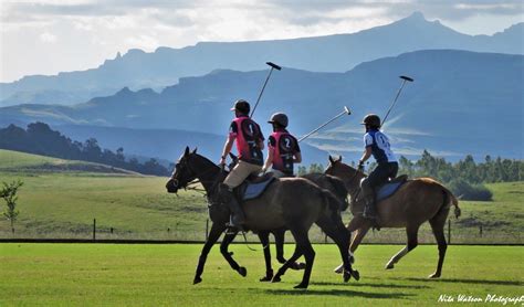 ABSOLUTE POLO (2026) All You Need to Know BEFORE You Go (with Reviews ...