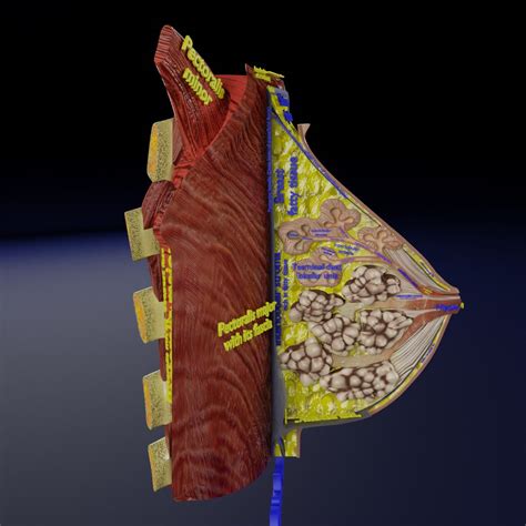 Breast Anatomy Histology Detailed Labelled Precise To Scale Model - TurboSquid 1995235