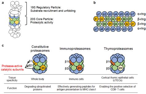 The Molecular Mechanisms Governing the Assembly of the Immuno- and ...