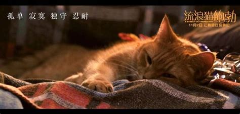 流浪猫鲍勃真实事件改编…超感人_哔哩哔哩 (゜-゜)つロ 干杯~-bilibili
