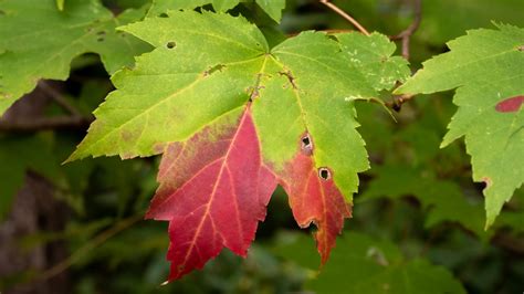Image result for Red Maple Tree Identification