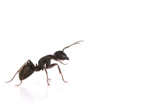 32个可爱的蚂蚁LOGO设计作品 | 设计达人