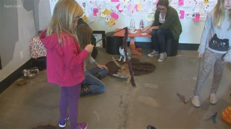 Purrington’s Cat Lounge, Portland’s only cat café, is closing | kgw.com