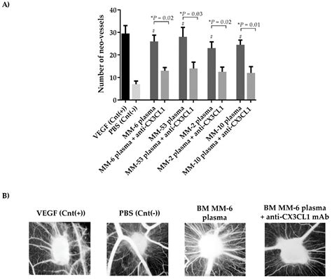Bone Marrow CX3CL1/Fractalkine is a New Player of the Pro-Angiogenic ...