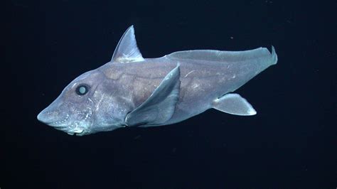 Ghost Shark Species Captured on Camera for the First Time | Shark s ...