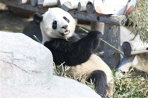 Endangered Species: The giant panda