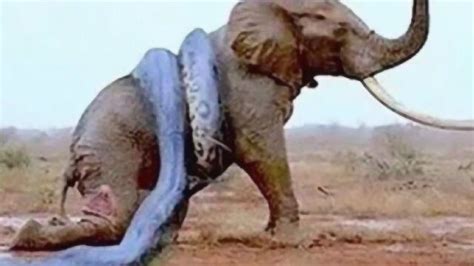 真正的蛇吞象！世界最大蟒蛇长达12米，轻松吞下大象