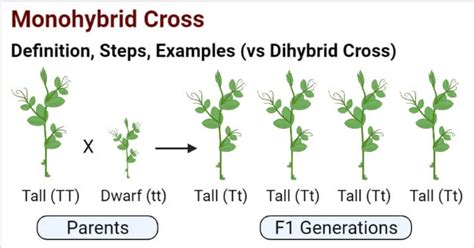 Difference Between Dihybrid Cross and Monohybrid Cross