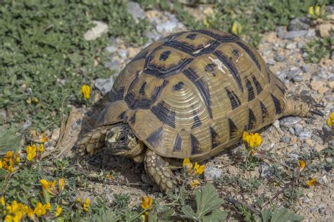 Understanding The Natural Habitat Of A Tortoise For Better Care