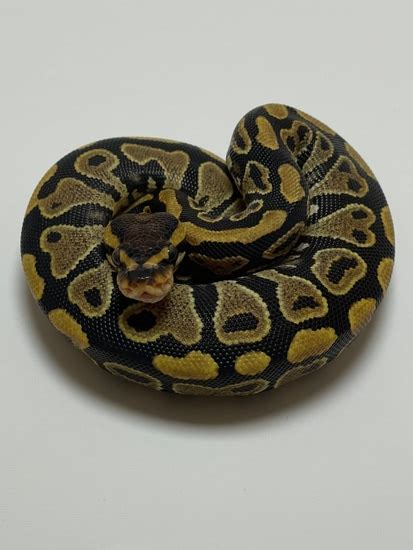Wicked Wicked Reptiles Ball Python 的图像结果