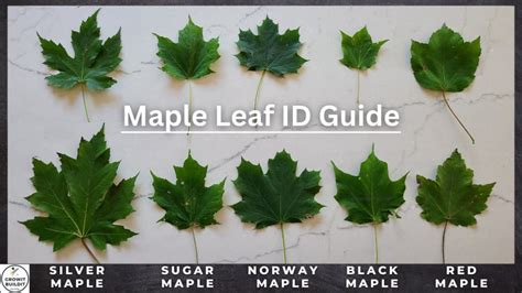 Image result for Maple Tree Identification Guide