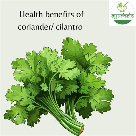 Benefits Of Coriander Vs Cilantro at Troy Musselman blog