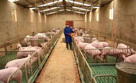 什么是标准化养猪场,现代化养猪场,大型养猪场猪舍_大山谷图库
