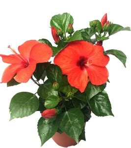 SRIJAPLANT Hibiscus Plant Price in India - Buy SRIJAPLANT Hibiscus ...