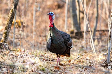 Turkey Hunting in North Carolina - Realtree Camo