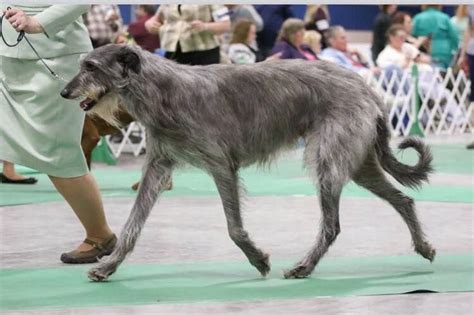 AKC Agility Course Test, Manitowoc County Kennel Club (MCKC), February ...