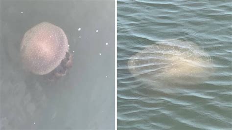 Large jellyfish capable of damaging boats spotted in Murrells Inlet