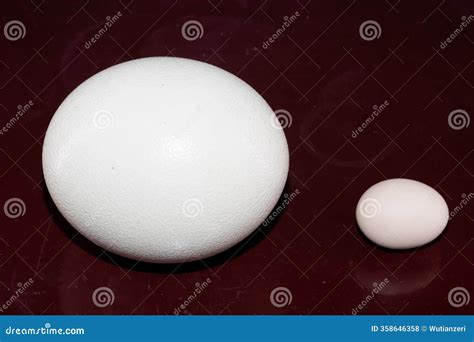 Comparison of Ostrich Eggs and Egg Sizes,the Egg of the Ostrich is the ...