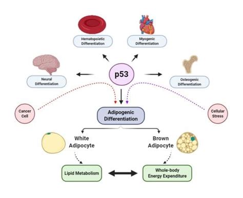The Intricate Role of p53 in Adipocyte Differentiation and Function