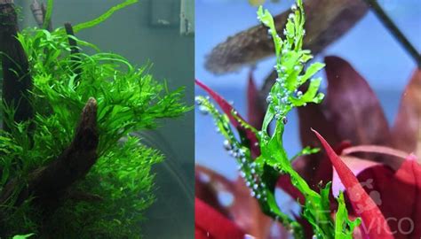 Image result for Windelov Java Fern