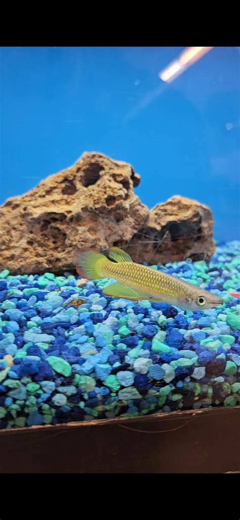 Mystery fish at my pet store? : r/Aquariums