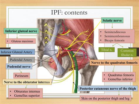Gluteal region clinical anatomy | PDF